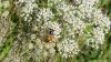 Apis mellifera